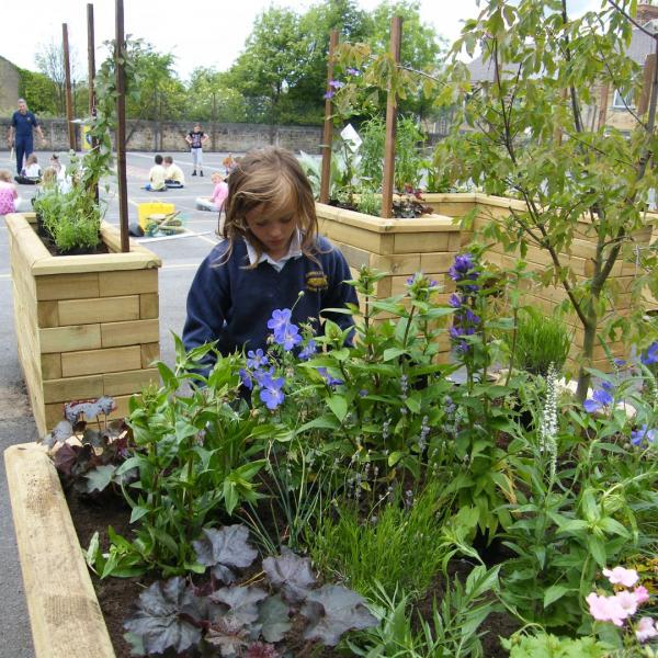 School vegetable garden ideas