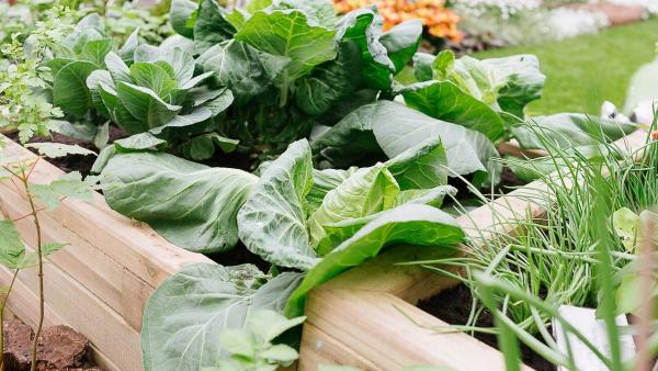 Growing Winter Veg in Your WoodBlocX Raised Beds