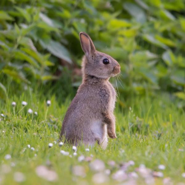 How to rabbit-proof your garden