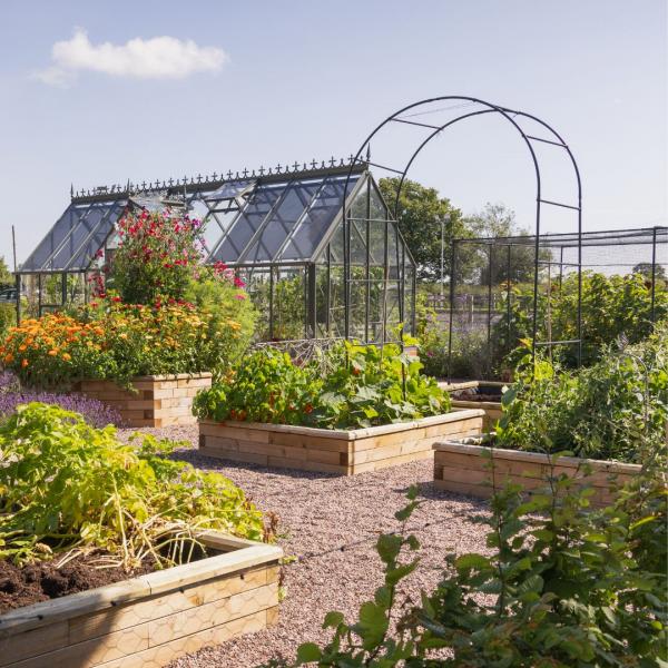 Steve's Kitchen garden