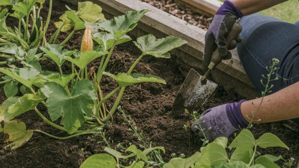 Salads for all seasons from your raised beds