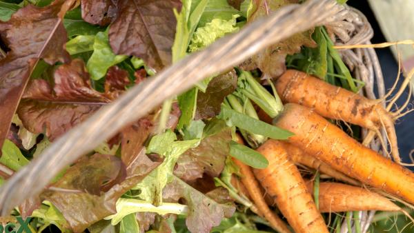 How to grow carrots in raised beds